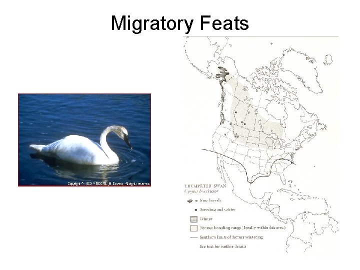 Migratory Feats 