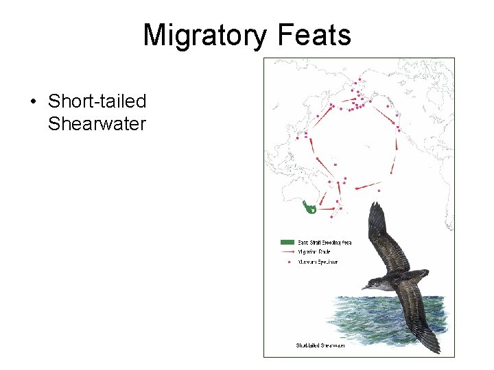 Migratory Feats • Short-tailed Shearwater 