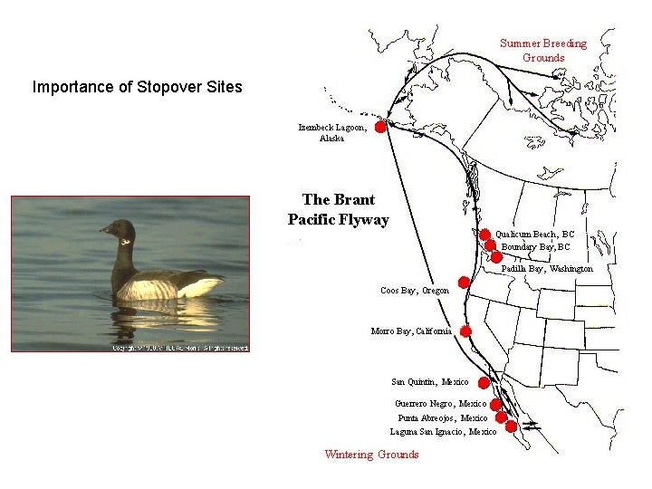 Importance of Stopover Sites 