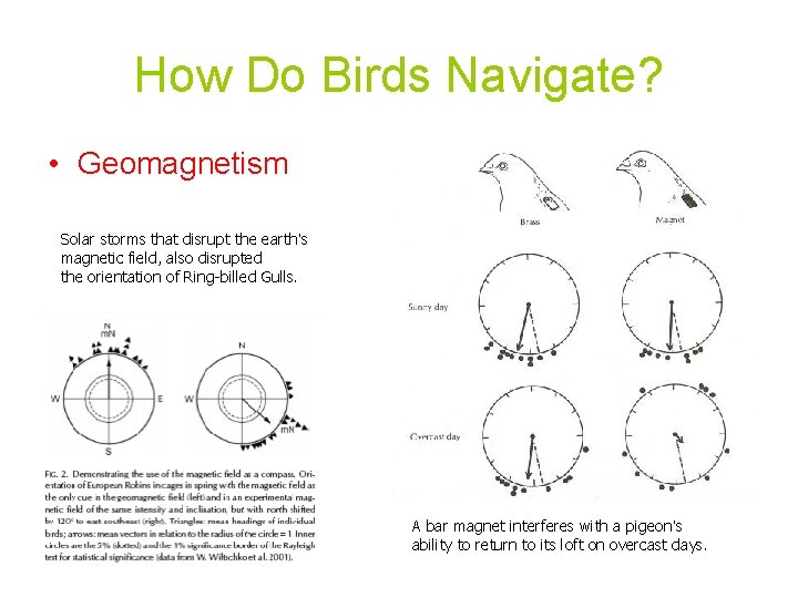 How Do Birds Navigate? • Geomagnetism Solar storms that disrupt the earth’s magnetic field,