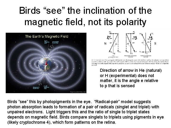 Birds “see” the inclination of the magnetic field, not its polarity Direction of arrow
