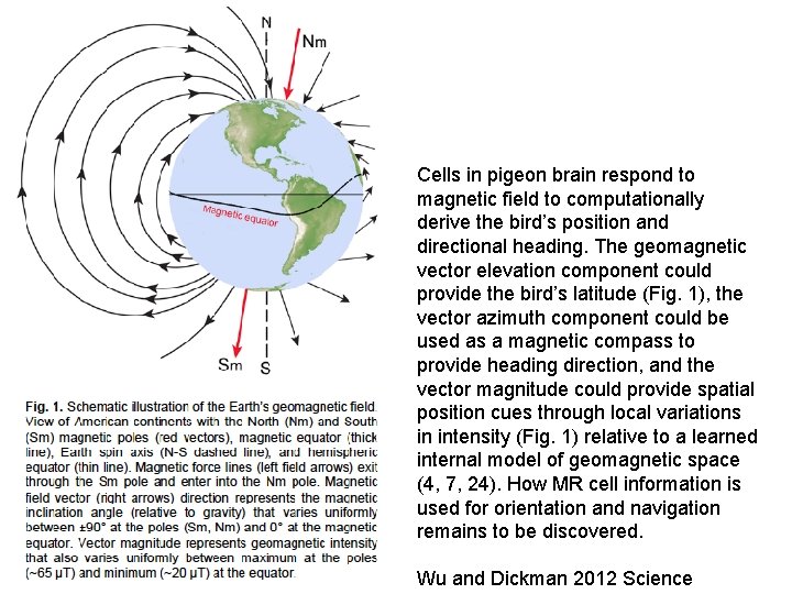 Cells in pigeon brain respond to magnetic field to computationally derive the bird’s position