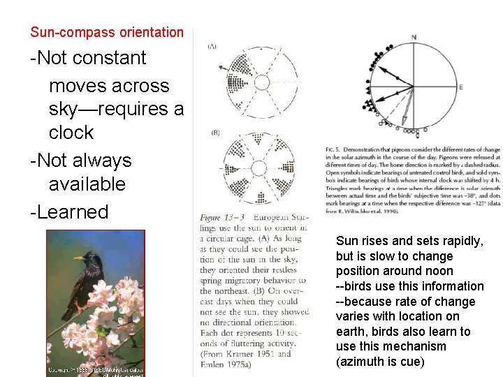 Sun-compass orientation -Not constant moves across sky—requires a clock -Not always available -Learned Sun