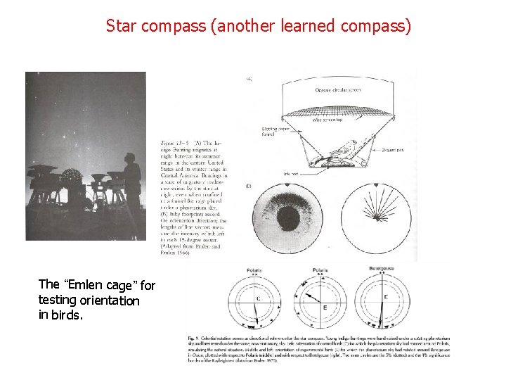 Star compass (another learned compass) The “Emlen cage” for testing orientation in birds. 
