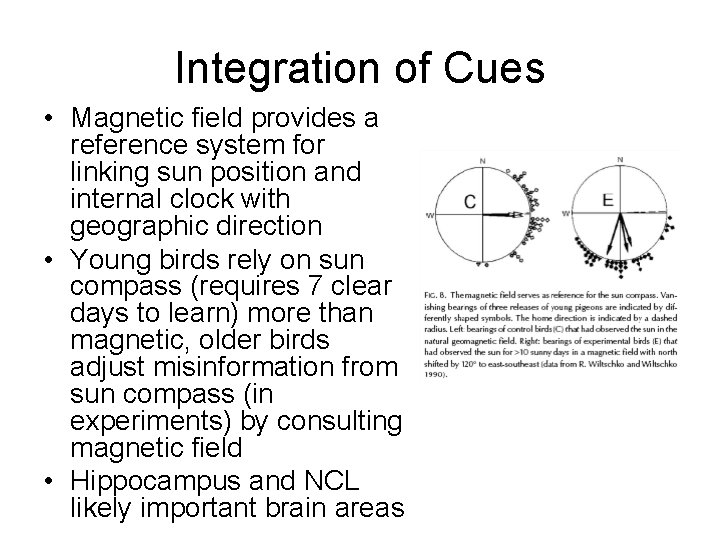 Integration of Cues • Magnetic field provides a reference system for linking sun position