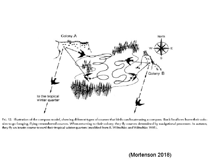 (Mortenson 2018) 