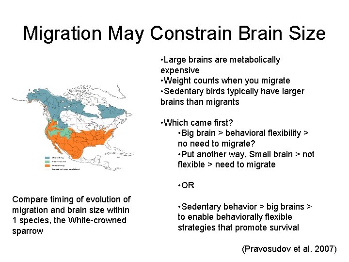 Migration May Constrain Brain Size • Large brains are metabolically expensive • Weight counts