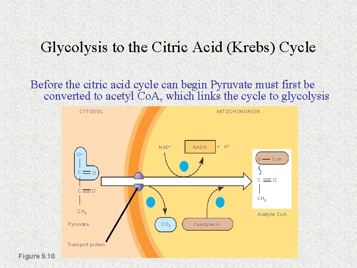 Glycolysis to the Citric Acid (Krebs) Cycle Before the citric acid cycle can begin