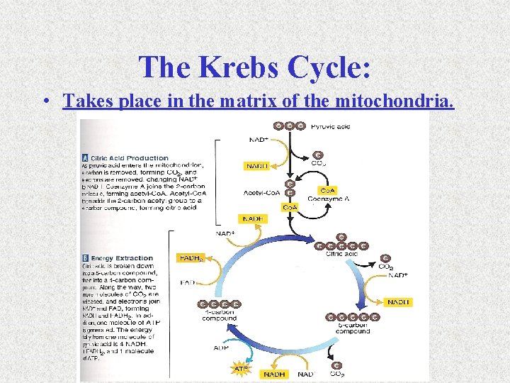 The Krebs Cycle: • Takes place in the matrix of the mitochondria. 