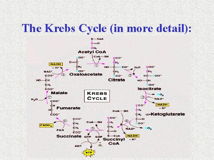 The Krebs Cycle (in more detail): 