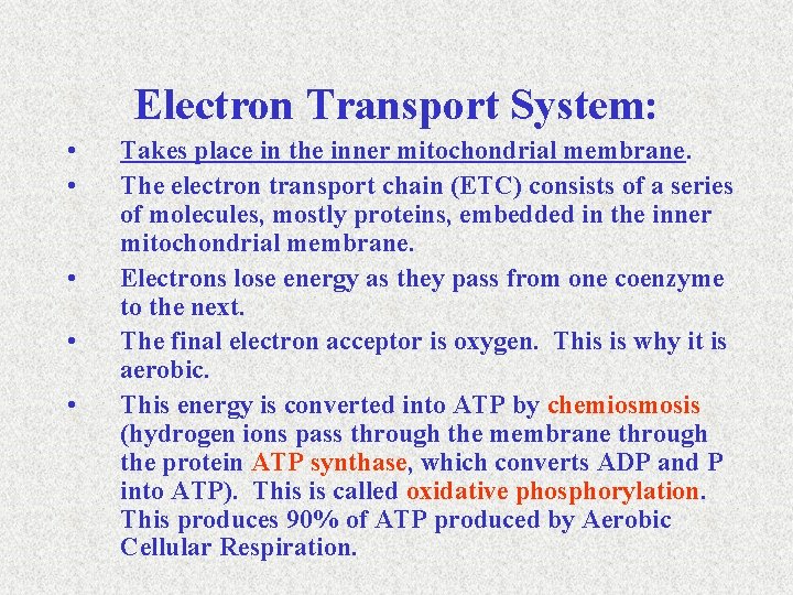 Electron Transport System: • • • Takes place in the inner mitochondrial membrane. The