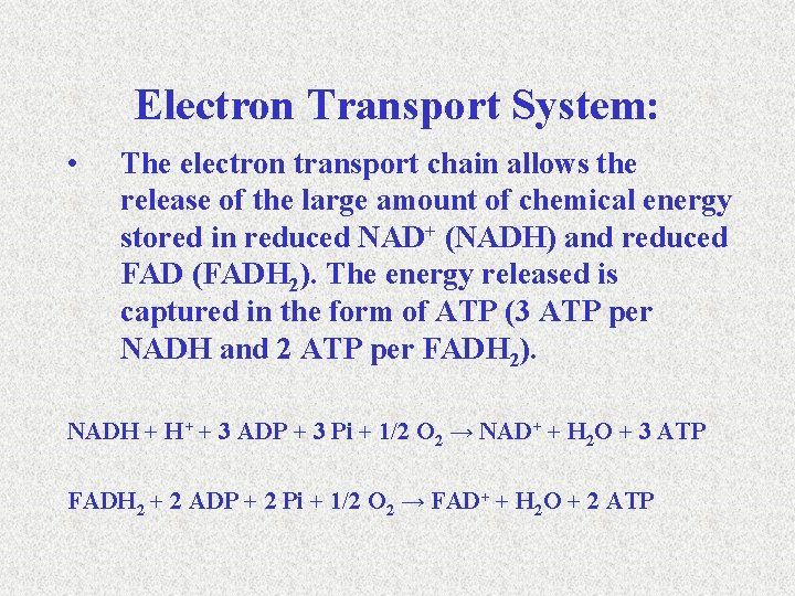 Electron Transport System: • The electron transport chain allows the release of the large