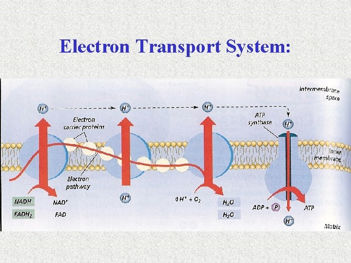 Electron Transport System: 