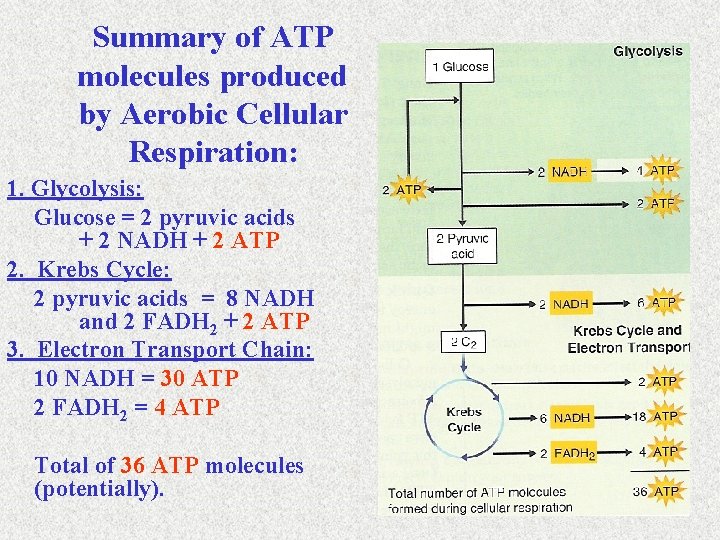 Summary of ATP molecules produced by Aerobic Cellular Respiration: 1. Glycolysis: Glucose = 2
