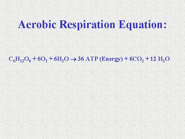 Aerobic Respiration Equation: C 6 H 12 O 6 + 6 O 2 +