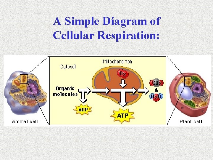 A Simple Diagram of Cellular Respiration: 