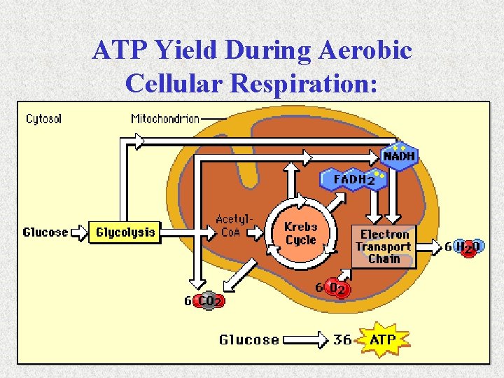 ATP Yield During Aerobic Cellular Respiration: 