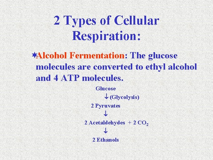 2 Types of Cellular Respiration: ¬Alcohol Fermentation: The glucose molecules are converted to ethyl