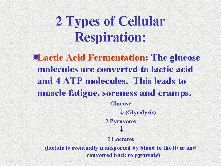 2 Types of Cellular Respiration: Lactic Acid Fermentation: The glucose molecules are converted to