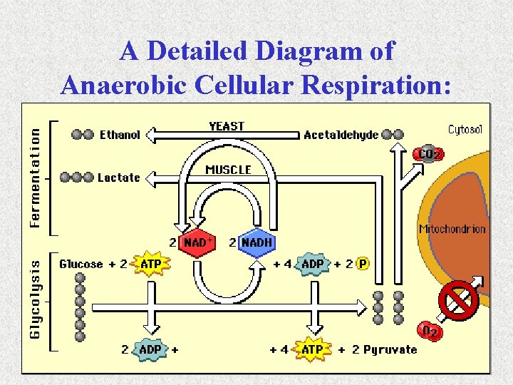 A Detailed Diagram of Anaerobic Cellular Respiration: 