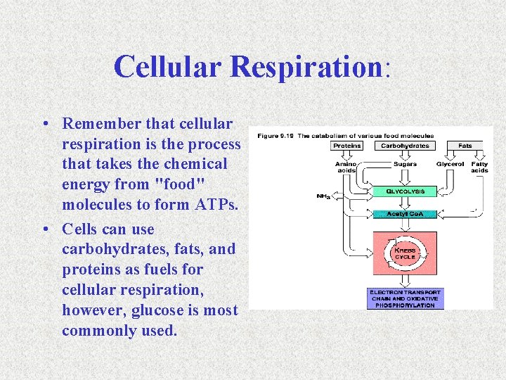 Cellular Respiration: • Remember that cellular respiration is the process that takes the chemical