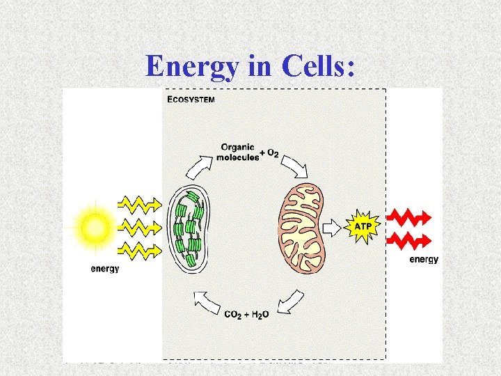 Energy in Cells: 