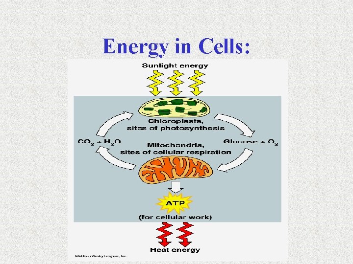 Energy in Cells: 