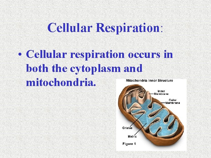 Cellular Respiration: • Cellular respiration occurs in both the cytoplasm and mitochondria. 