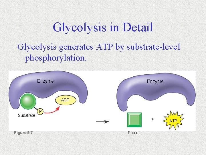 Glycolysis in Detail Glycolysis generates ATP by substrate-level phosphorylation. Enzyme ADP Substrate Figure 9.