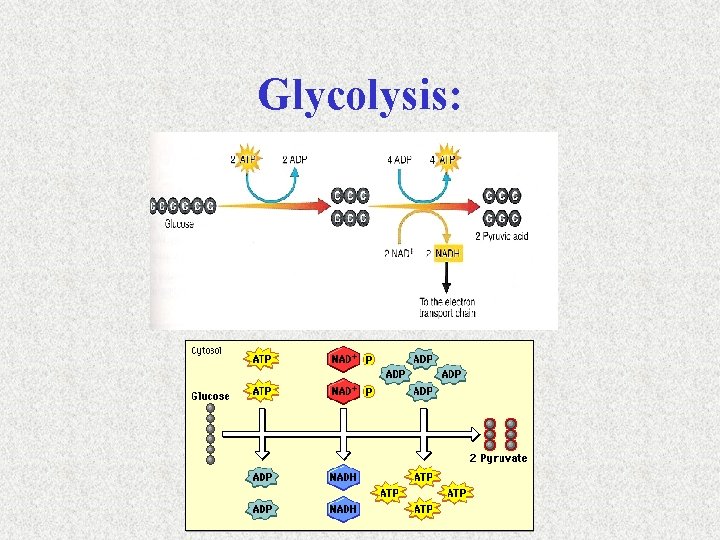 Glycolysis: 