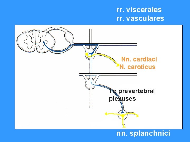 rr. viscerales rr. vasculares Nn. cardiaci N. caroticus To prevertebral plexuses nn. splanchnici 