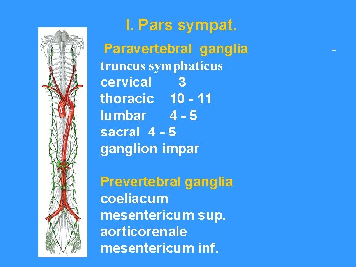 I. Pars sympat. Paravertebral ganglia truncus symphaticus cervical 3 thoracic 10 - 11 lumbar