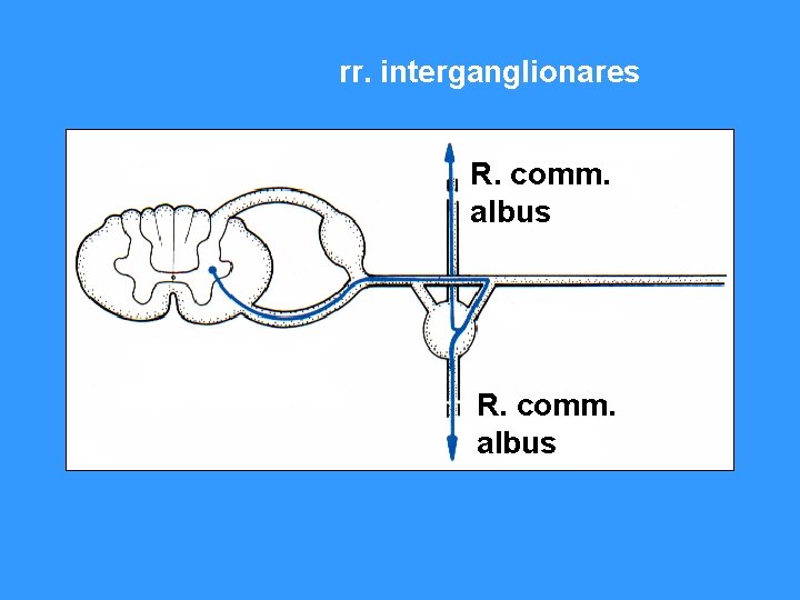 rr. interganglionares R. comm. albus 