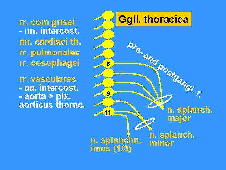 rr. com grisei - nn. intercost. nn. cardiaci th. rr. pulmonales rr. oesophagei rr.