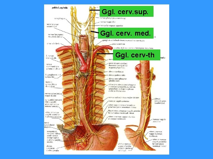 Ggl. cerv. sup. Ggl. cerv. med. Ggl. cerv-th 