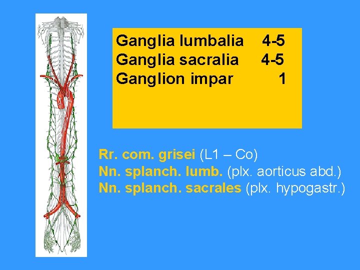 Ganglia lumbalia Ganglia sacralia Ganglion impar 4 -5 1 Rr. com. grisei (L 1