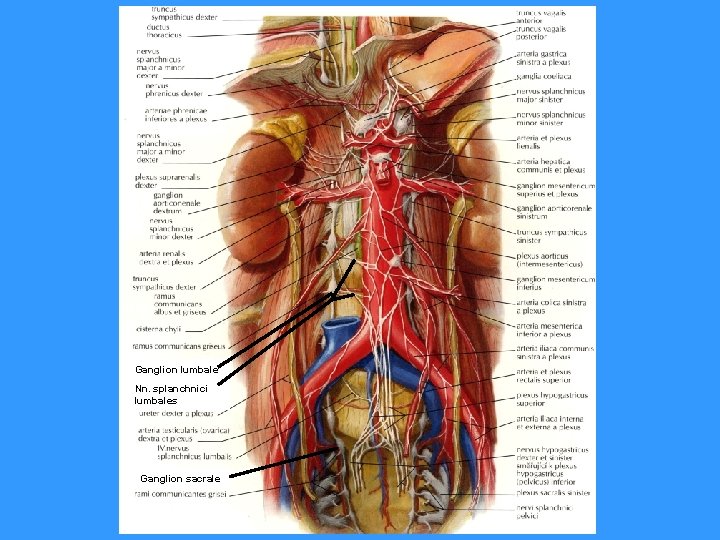 Ganglion lumbale Nn. splanchnici lumbales Ganglion sacrale 