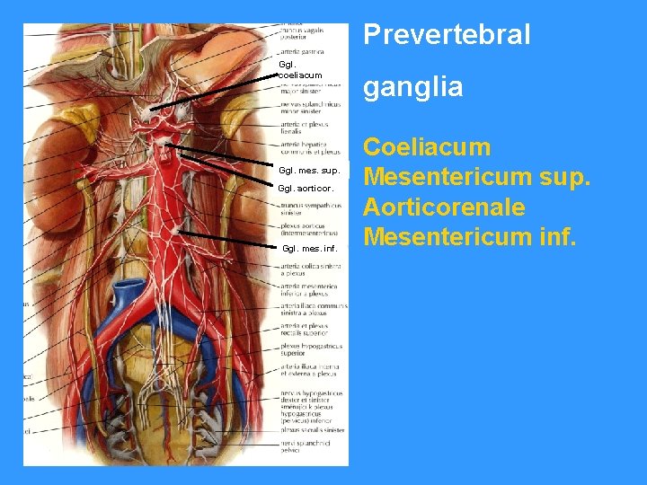 Prevertebral Ggl. coeliacum Ggl. mes. sup. Ggl. aorticor. Ggl. mes. inf. ganglia Coeliacum Mesentericum