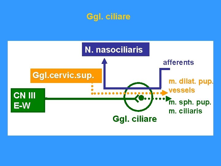 Ggl. ciliare N. nasociliaris afferents Ggl. cervic. sup. m. dilat. pup. vessels CN III