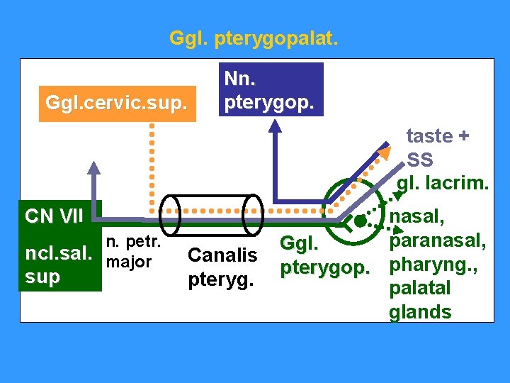 Ggl. pterygopalat. Ggl. cervic. sup. Nn. pterygop. taste + SS gl. lacrim. CN VII