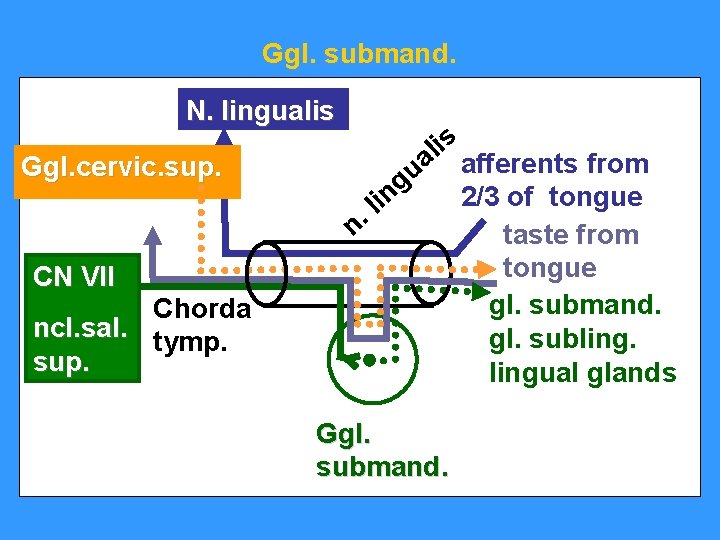 Ggl. submand. N. lingualis is l a Ggl. cervic. sup. gu in l. n