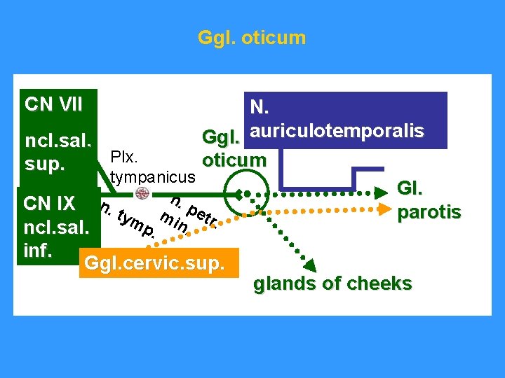Ggl. oticum CN VII N. auriculotemporalis Ggl. ncl. sal. Plx. oticum sup. tympanicus Gl.