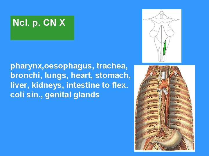 Ncl. p. CN X pharynx, oesophagus, trachea, bronchi, lungs, heart, stomach, liver, kidneys, intestine