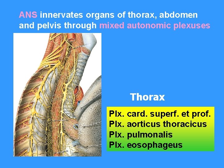ANS innervates organs of thorax, abdomen and pelvis through mixed autonomic plexuses Thorax Plx.