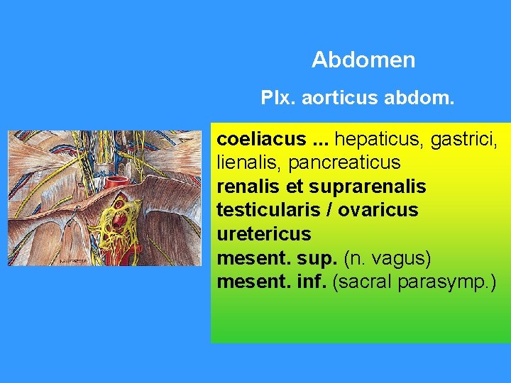 Abdomen Plx. aorticus abdom. coeliacus. . . hepaticus, gastrici, lienalis, pancreaticus renalis et suprarenalis