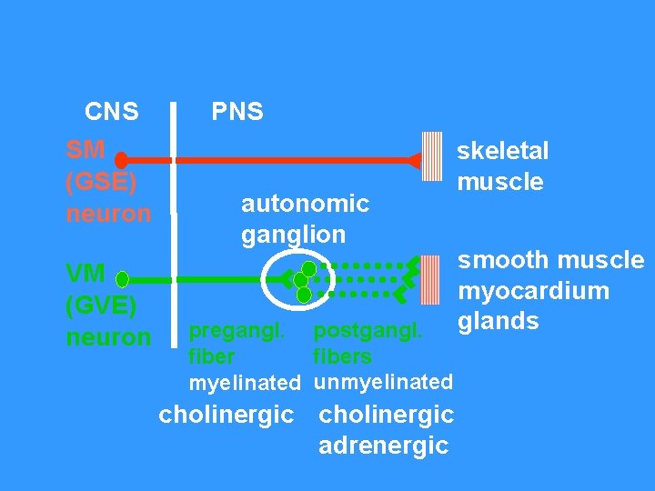 CNS SM (GSE) neuron VM (GVE) neuron PNS autonomic ganglion pregangl. postgangl. fibers fiber