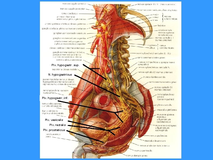 Plx. hypogastr. sup. N. hypogastricus Plx. hypogastr. inf. Plx. vesicalis Plx. rectalis Plx. prostaticus