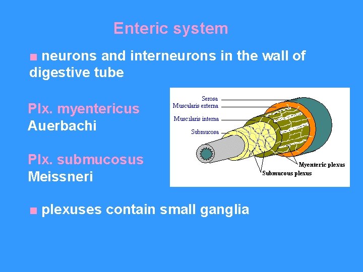 Enteric system ■ neurons and interneurons in the wall of digestive tube Plx. myentericus