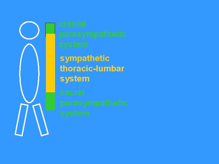 cranial parasympathetic system sympathetic thoracic-lumbar system sacral parasympathetic system 