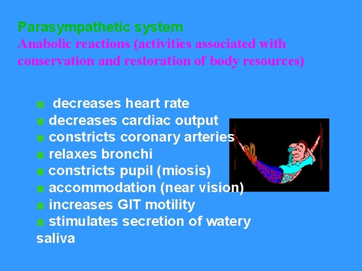 Parasympathetic system Anabolic reactions (activities associated with conservation and restoration of body resources) ■